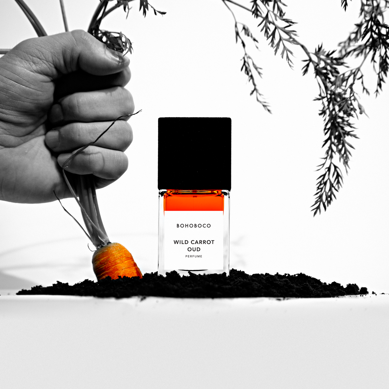 WILD CARROT OUD - EXTRAIT D.P. 50 ML - immagine 5